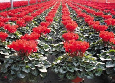 002041登海種業(yè)微跌1.15% 成果轉(zhuǎn)讓背景下的市場反應(yīng)分析